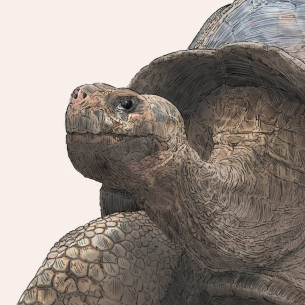 Galapagos Giant Tortoise Giclée Art Print By Ben Rothery Illustrator
