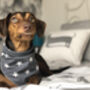 Grey Star Dog Celebration Bandana, thumbnail 2 of 3