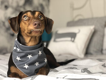 Grey Star Dog Celebration Bandana, 2 of 3