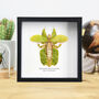 Gray's Leaf Insect Spreadwings Bug Entomology Taxidermy Box Frame, thumbnail 1 of 3