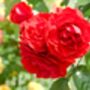 Floribunda Rose 'Trumpeter' Plant In 5 L Pot, thumbnail 2 of 4