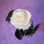 Preserved 12 Month Single White Rose, thumbnail 1 of 2