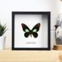 Emerald Patched Cattleheart Insect Bug Moth Butterfly Box Frame Entomology Taxidermy Interior Design Modern Home Decor Wall Hanging Display Gift Ornament, thumbnail 1 of 4