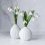 Snowdrop 'Galanthus Elwesii' Six X Spring Bulb Pack, thumbnail 2 of 4