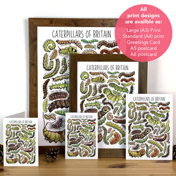 Caterpillars Of Britain Blank Greeting Card, 4 of 4