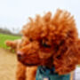 Personalised Polka Dot Dog Tie On Bandana Red Or Green, thumbnail 5 of 12