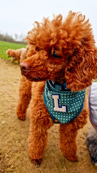Personalised Polka Dot Dog Tie On Bandana Red Or Green, 5 of 12