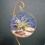 Diy Air Plant Terrarium Kit Hanging Terrarium Gift Blue Moss With Optional Gold Stand, thumbnail 6 of 7