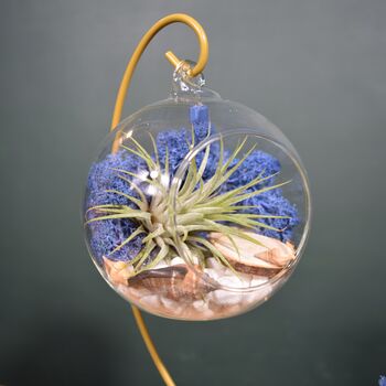 Diy Air Plant Terrarium Kit Hanging Terrarium Gift Blue Moss With Optional Gold Stand, 6 of 7