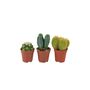 Cactus Mixed X Three Pots, thumbnail 5 of 7