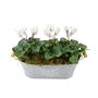 Cyclamen Floral Planted Trough – Autumn Winter Display, thumbnail 2 of 9