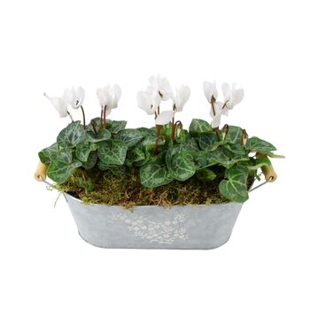 Cyclamen Floral Planted Trough – Autumn Winter Display, 2 of 9