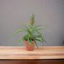 Pineapple Plant In Seagrass Basket – Anti Snore Gift, thumbnail 2 of 2