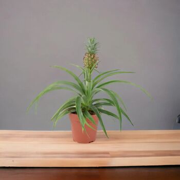 Pineapple Plant In Seagrass Basket – Anti Snore Gift, 2 of 2