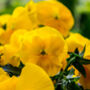 Flowers Pansy 'Yellow' Six X Plant Pack, thumbnail 2 of 5