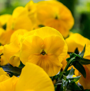 Flowers Pansy 'Yellow' Six X Plant Pack, 2 of 5