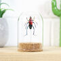 Red Longhorn Beetle Bell Jar, thumbnail 1 of 4