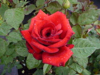 Rose Bella Christina, Personalised Rose Gift, 2 of 2