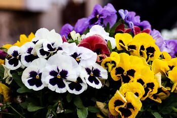 Pansy 'Delta Mix' 20 X Plant Pack, 3 of 5