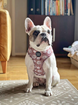 Pumpkin Leopard Latte Dog Harness, 3 of 4