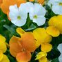 Pansy Delta 'Citrus Mix' 20 X Full Plant Pack, thumbnail 2 of 7