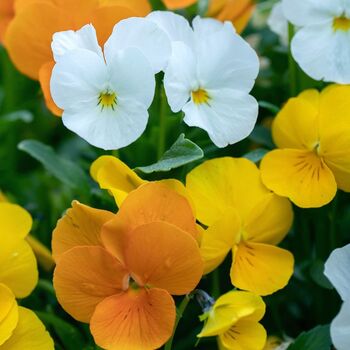 Pansy Delta 'Citrus Mix' 20 X Full Plant Pack, 2 of 7