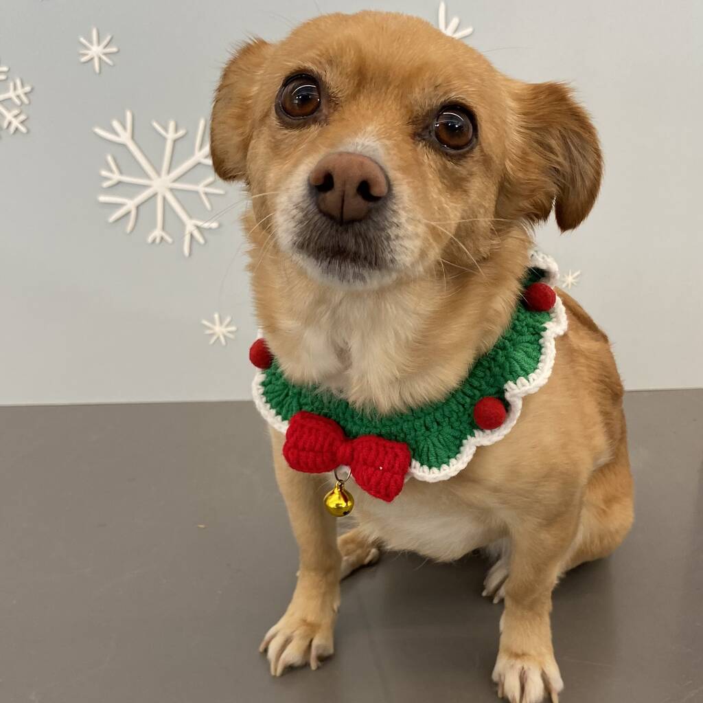 Cutest Dog Contest Winner Cute Dog Collar Adjustable Collars