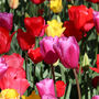 Spring Bulbs Tulips 'Mixed' 18 X Bulb Pack, thumbnail 4 of 5