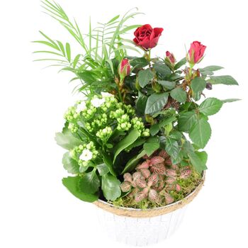 Christmas Planted Arrangement Festive Zinc Planter Indoor Display, 3 of 3