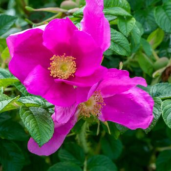 Rose Rosa Rugosa Pink One Plant In Five Litre Pot, 3 of 5