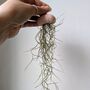 Jellyfish Airplant Spanish Moss Gift For Plant Lover, thumbnail 4 of 8