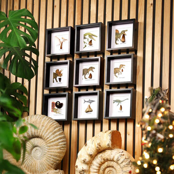 Mosasaurus Tooth And Watercolour Illustration Box Frame Real Authentic Dinosaur Fossil Museum Quality Interior Design Home Decor Gift Ornament, 5 of 6