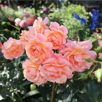Floribunda Rose It's A Wonderful Life Bare Rooted, 4 of 4