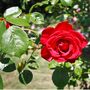 Climbing Rose 'Dublin Bay' Plant In Five L Pot, thumbnail 4 of 5