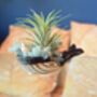 Ceramic Whale With Air Plant Holder Gardner Gift Plant Gift Cute Desk Accessory, thumbnail 7 of 7