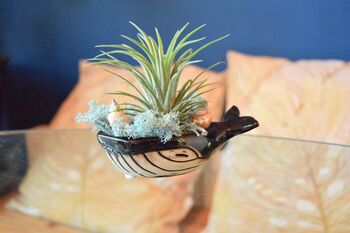 Ceramic Whale With Air Plant Holder Gardner Gift Plant Gift Cute Desk Accessory, 7 of 7