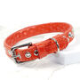 Chaos Theory Designer Dog Collar, thumbnail 4 of 7