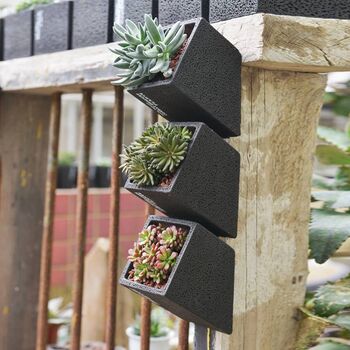 Black Cement Planter With Choice Of Plant, 5 of 8