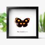 Blue Frosted Banner Insect Bug Moth Butterfly Box Frame Entomology Taxidermy Interior Design Modern Home Decor Wall Hanging Gift Ornament, thumbnail 1 of 3