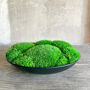 Preserved Moss In Ceramic Bowl, thumbnail 1 of 3