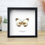 The Pamela Insect Bug Moth Butterfly Box Frame Entomology Taxidermy Interior Design Modern Home Decor Wall Hanging Gift Ornament, thumbnail 1 of 3