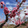 Nectarine Tree 'Humboldt', thumbnail 10 of 11