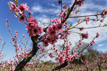 Nectarine Tree 'Humboldt', 10 of 11