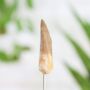 Plesiosaur Tooth Bell Jar Real Authentic Jurassic Dinosaur Fossil Museum Quality Natural History Interior Design Home Decor Display Gift Ornament, thumbnail 2 of 5