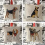 Favourite Dogs Lavender Bags, thumbnail 2 of 10