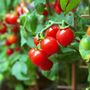 Tomato Plants 'Sweet Aperitif' 6x Plug Plant Pack, thumbnail 2 of 9