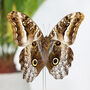 Giant Owl Butterfly Entomology Bell Jar, thumbnail 2 of 4