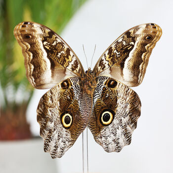 Giant Owl Butterfly Entomology Bell Jar, 2 of 4