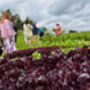 Wine And Cheese Experience Day In The Chedder Valley For Two, thumbnail 4 of 8