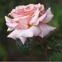 Climbing Rose 'Compassion' Plant In Five Litre Pot, thumbnail 1 of 4